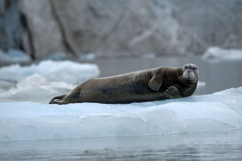 bearded seal800