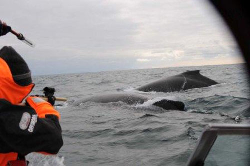 Tag & biopsy guns & humpbacks AWE photo 2010 REM 0239 photo2