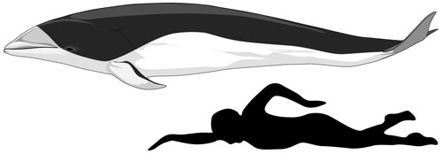 Size-south-rightwhale-dolphin