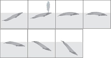 blue-whale dives