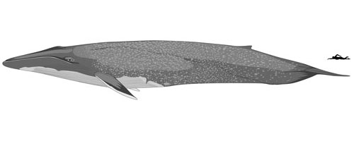 size-blue-whale