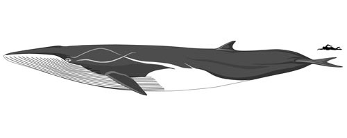 size-fin-whale