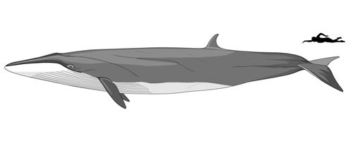 size-sei-whale