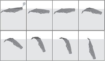 profil de surface du cachalot