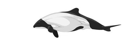 Size-commerson-dolphin400