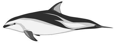 Size-dusky-dolphin400