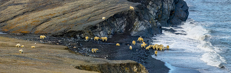 WrangelOurs Sergey Gorshkov