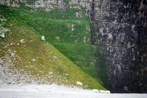 Sub-arctique canadien - un groupe d'ours blancs sur l’île d’Apatok