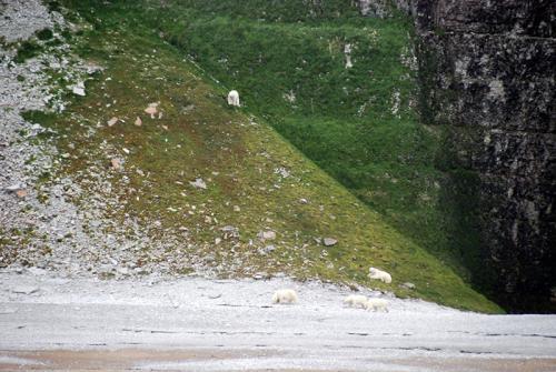 Sub-arctique canadien - un groupe d'ours blancs sur l’île d’Apatok 