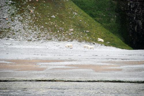 Sub-arctique canadien - un groupe d'ours blancs sur l’île d’Apatok 