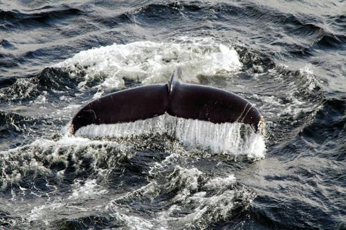 Sub-arctique canadien - Queue de baleine à bosse, Megaptera novaeangliae