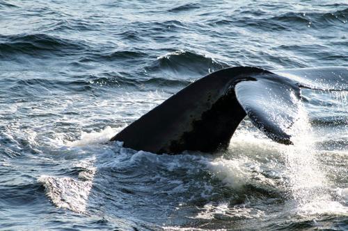 Sub-arctique canadien - Queue de baleine à bosse, Megaptera novaeangliae