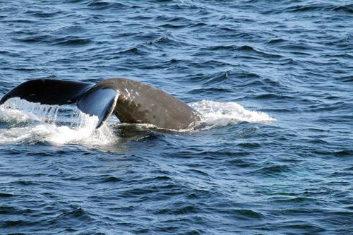 Sub-arctique canadien - Queue de baleine à bosse, Megaptera novaeangliae