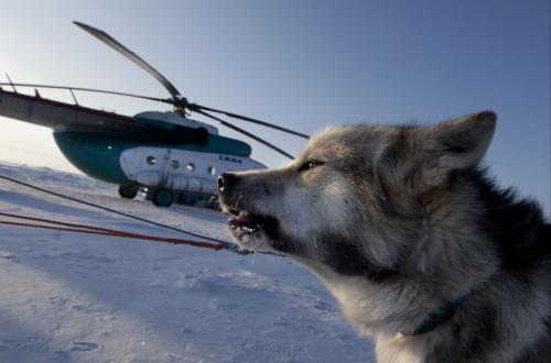 Barneo - des chiens veillent pour prévenir de la présence d'ours blanc