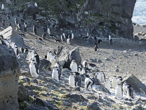 Penguin Island - Les manchots à jugulaires font leur mue avant de partir en mer