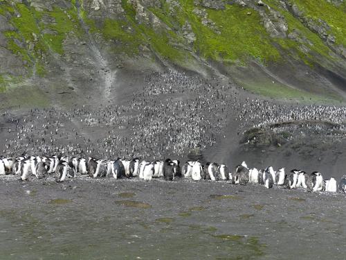 Colonie de 42 000 couples de manchots à Jugulaire de Baily Head sur l'île Déception