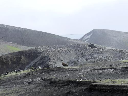 Colonie de 42 000 couples de manchots à Jugulaire de Baily Head sur l'île Déception