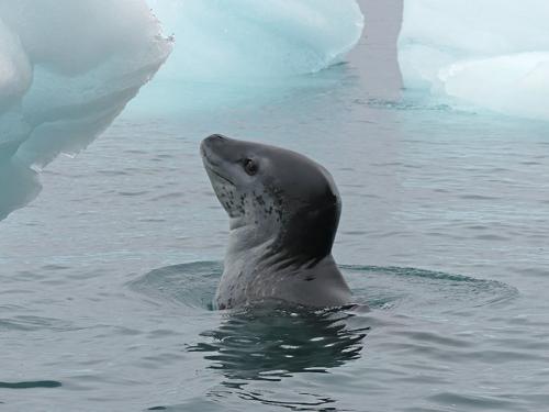 Phoque léopard devant la colonie de manchots papous et Adélie de Brown Bluff, à la sortie de la mer de Weddell